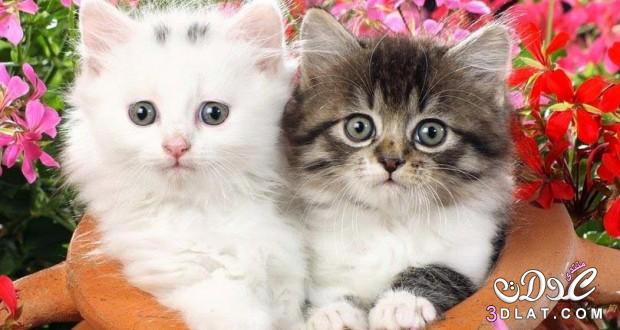 قطط كيوت,قطط جميلة 2024,قطط بيضاء 2024,قطط ملونة2024