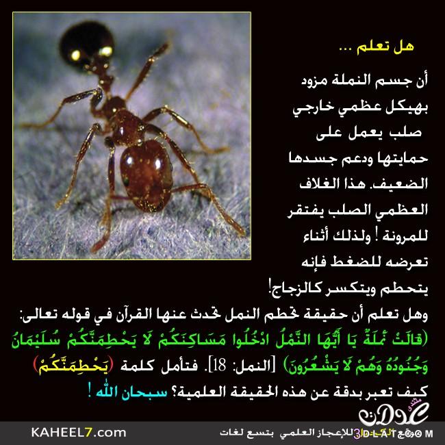 الاعجاز العلمى في : النمل , حمم البراكين