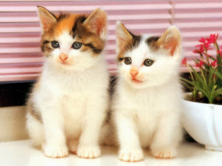 قطط كيوت,قطط جميلة 2024,قطط بيضاء 2024,قطط ملونة2024