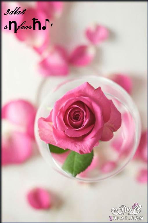 فوائد ماء الورد للبشرة,مزيج ماء الورد السحري لشباب البشرة,ماء الورد السحري