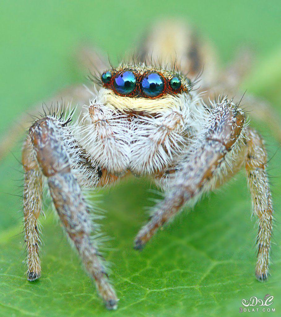 Spider اروع العناكب في العالم,تعرفي علي اجمل العناكب في العالم,اشكال عناكب رائعه