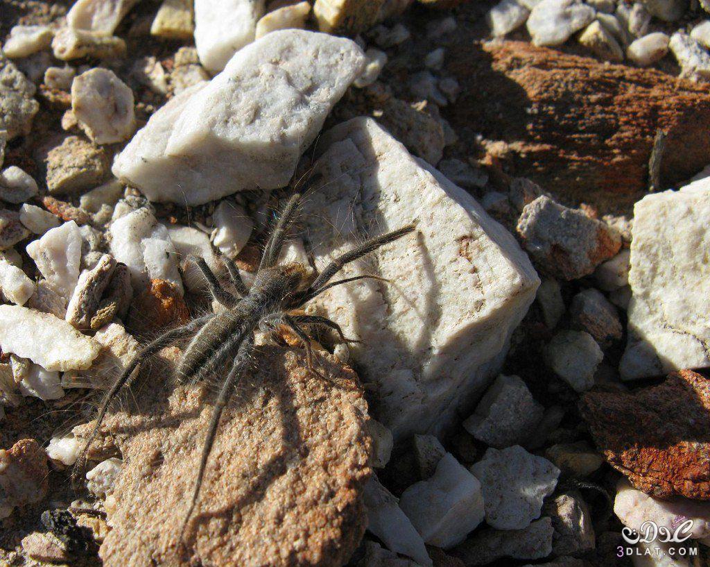 Spider اروع العناكب في العالم,تعرفي علي اجمل العناكب في العالم,اشكال عناكب رائعه