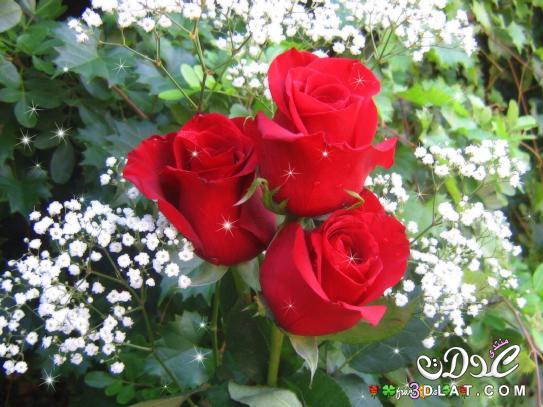 صور ورود أزهار ورد rose fleurs