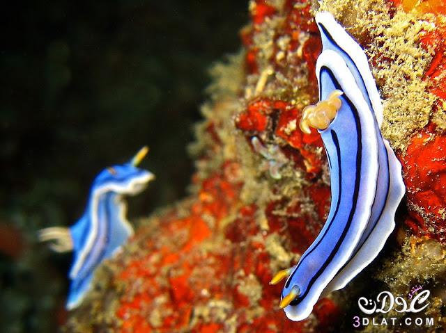 اجمل عشرة اسماك ملونة بعالم البحار ( بالصور )