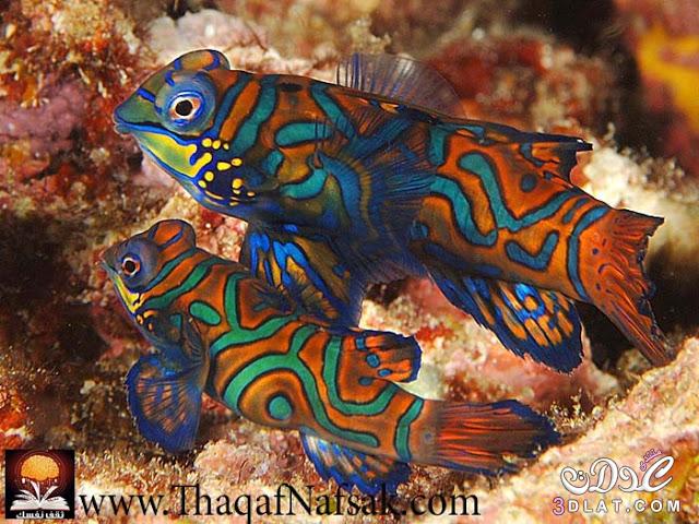 اجمل عشرة اسماك ملونة بعالم البحار ( بالصور )