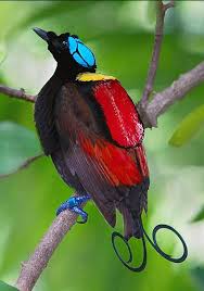 طيور رائعة اجمل الطيور في العالم