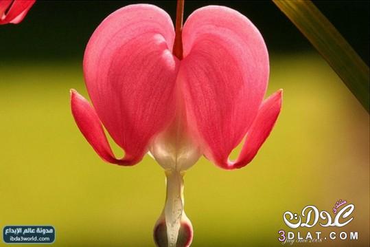 أجمل 15 زهرة في العالم  اجمل صور ازهار بالعالم مرة رائعة