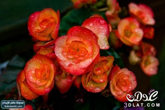 أجمل 15 زهرة في العالم  اجمل صور ازهار بالعالم مرة رائعة