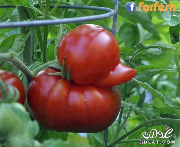 سبحان الله المبدع المصور صورة طماطم على شكل بطة