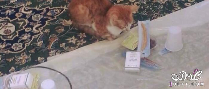 قطة تحجز مكانها بين الصائمين في الحرم المكي لمشاركتهم الإفطار