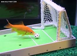 مبارة كرة قدم غريبة بين الاسماك.مبارة بين فريق اليابان والبرازيل ولكن بين الاسماك