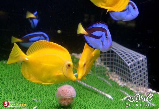 مبارة كرة قدم غريبة بين الاسماك.مبارة بين فريق اليابان والبرازيل ولكن بين الاسماك