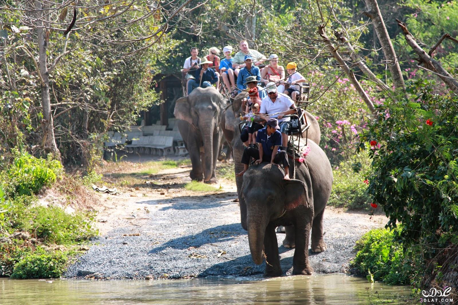قرية بتايا للأفيال في تايلند ..