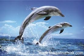 صور دلافين . دلافين رائعة من عالم البحار