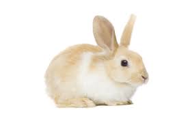 صور أرانب جميله,صور ارانب بيضاء وملونه,صور ارانب كيوت