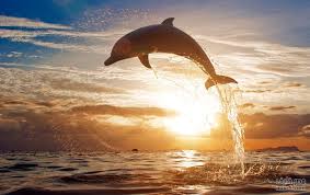صور دلافين . دلافين رائعة من عالم البحار