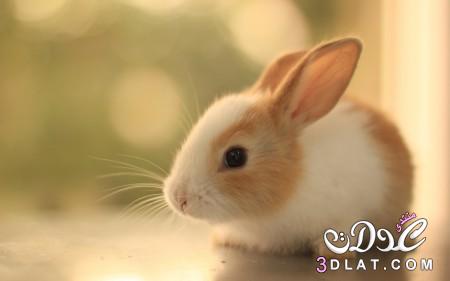 صور أرانب جميله,صور ارانب بيضاء وملونه,صور ارانب كيوت