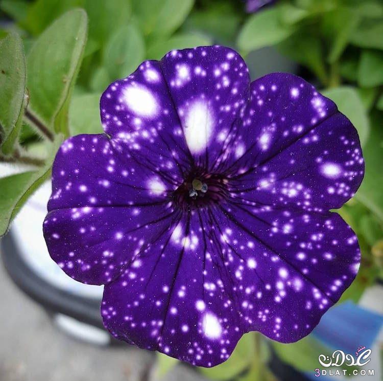 بيتونيا الليل … أزهار المجرة كما يطلقون عليها!
