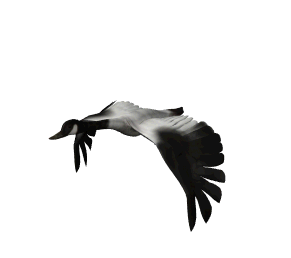 اجمل صور طيور بالعالم للتصميم صور طيور متحركة بس حصرية علي عدلاتت
