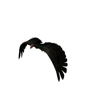 اجمل صور طيور بالعالم للتصميم صور طيور متحركة بس حصرية علي عدلاتت