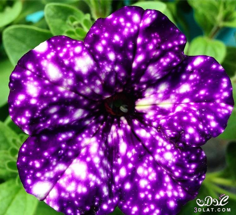بيتونيا الليل … أزهار المجرة كما يطلقون عليها!