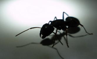 النمل القضاء على النمل طرق التخلص من النمل