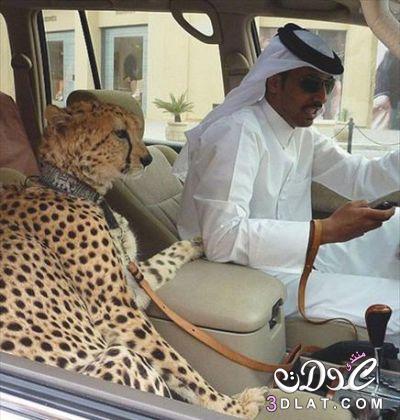 بالصور وحصرياً الثراء في الإمارات وصل إالي ذروتة وإلي أقصي درجات الافتراء.