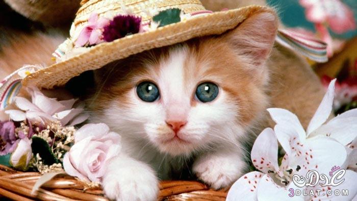 قطط , صور قطط منوعة , صور قطط جميلة , لطيفة وظريفة , أجمل قطط 2024 لمحبي القطط