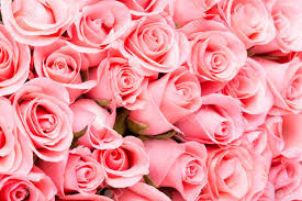 أجمل صور الورد 2024  أجمل تشكيلة صور الورود الطبيعية ورد طبيعى لونه بينك