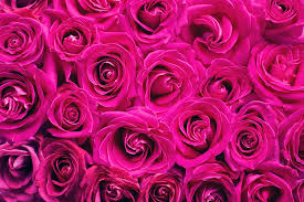 أجمل صور الورد 2024  أجمل تشكيلة صور الورود الطبيعية ورد طبيعى لونه بينك