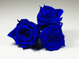 أجمل صور ورد أزرق 2024 صور ورد أزرق رائعة ورد أزرق غاية فى الجمال blue roses