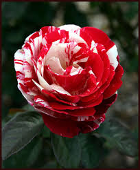 أجمل صور ورد طبيعى 2024 صور ورد طبيعى لونه أبيض وأحمر  أروع الورود الطبيعية