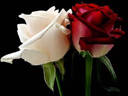أجمل صور ورد طبيعى 2024 صور ورد طبيعى لونه أبيض وأحمر  أروع الورود الطبيعية