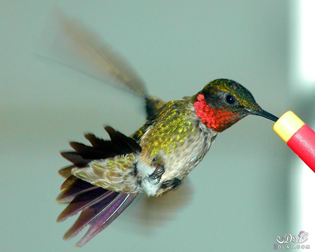 معلومات متكاملة عن طائر الطنان ,اصغر طائر في العالم ,طائر الطنان