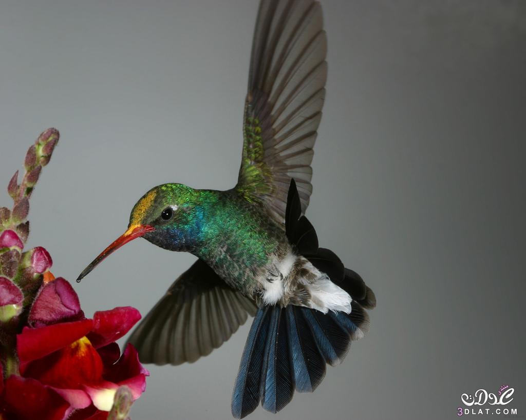 معلومات متكاملة عن طائر الطنان ,اصغر طائر في العالم ,طائر الطنان