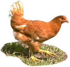 صور الدجاج 2024 صور طير الدجاج صور للدجاج صور منوعه للدجاج صور دجاجات منوعه
