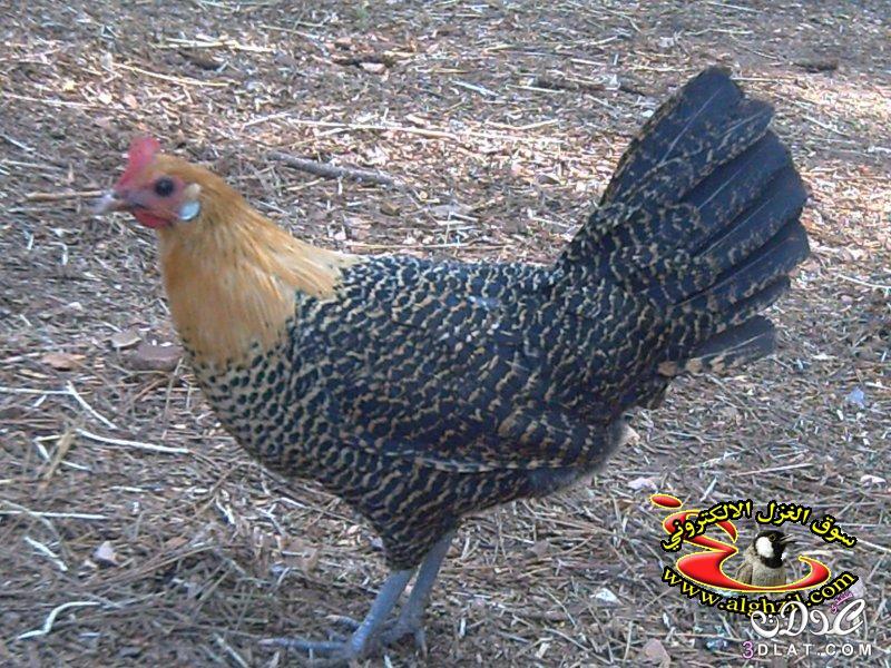 صور الدجاج 2024 صور طير الدجاج صور للدجاج صور منوعه للدجاج صور دجاجات منوعه