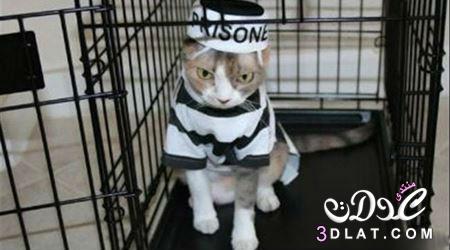 غرائب وطرائف : حول العالم,القبض على قطة تهرّب المخدرات