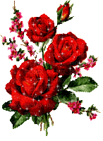 رد: صور ورد جوري جديدة 2024 , اجمل الورود بكل الالوان احمر اصفر بنفسجي ابيض Rosa dama