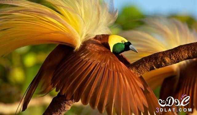 صور اجمل الطيور الرائعة حول العالم  , سبحان الله الخالق لجمال تصويره , صور طيور مبهرة