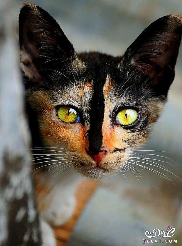 بالصور|أجمل وأغرب القطط حول العالم