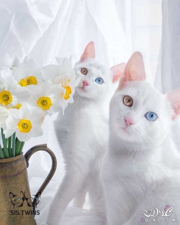 بالصور|أجمل وأغرب القطط حول العالم