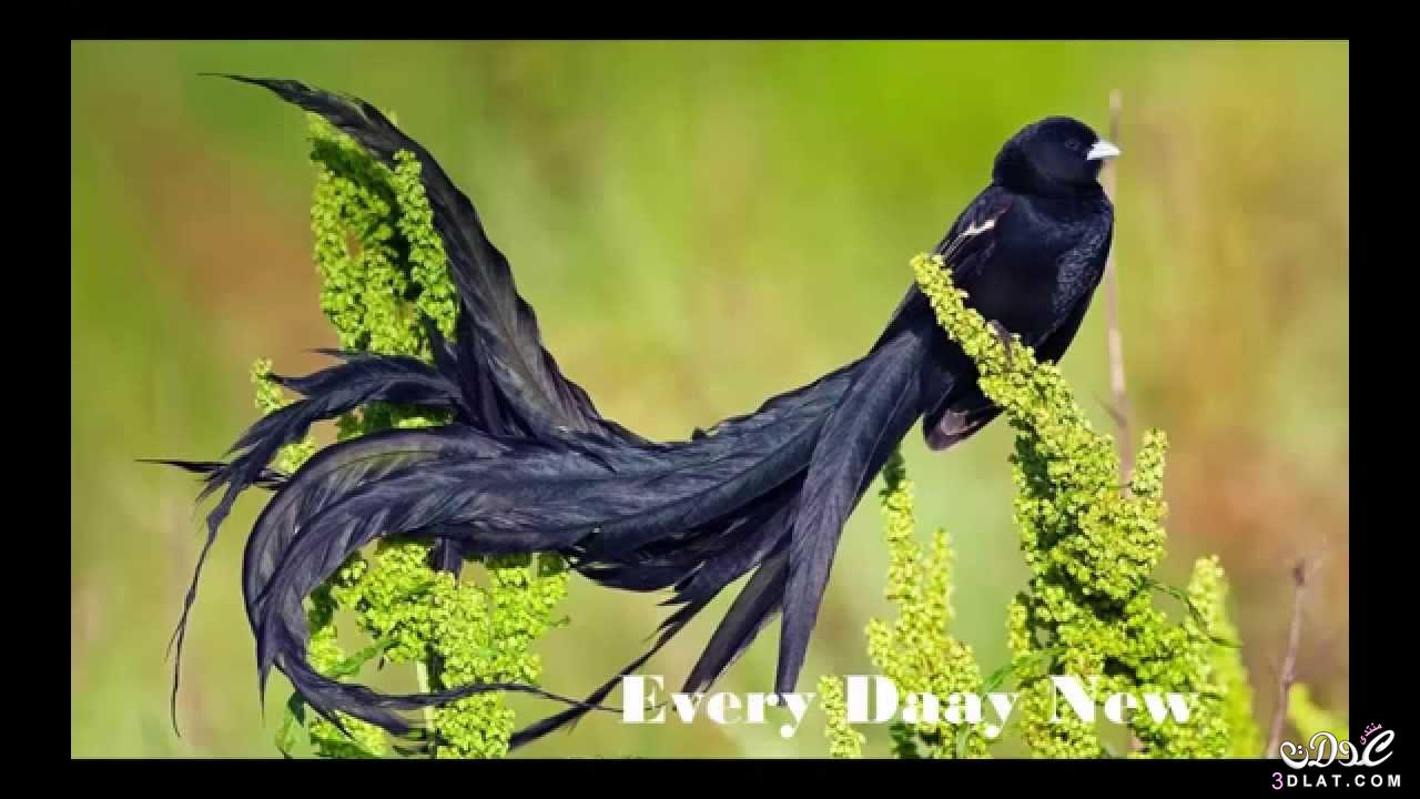 صور اجمل الطيور الرائعة حول العالم  , سبحان الله الخالق لجمال تصويره , صور طيور مبهرة
