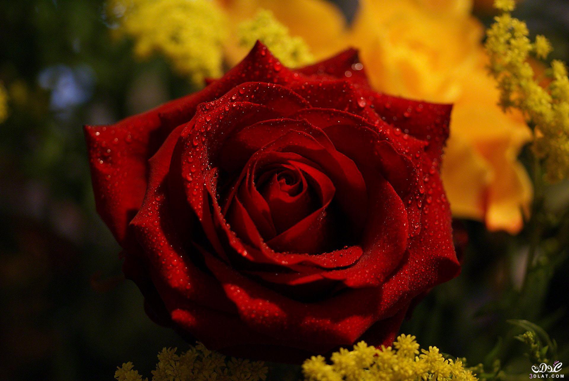 صور ورد جوري جديدة 2024 , اجمل الورود بكل الالوان احمر اصفر بنفسجي ابيض Rosa damasce