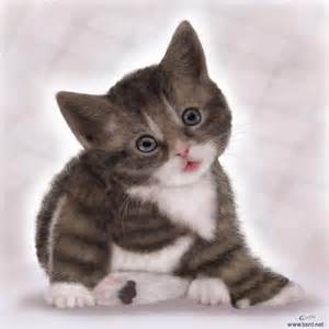 صور قطط حلوه 2024 أجمل صور قطط كيوت فى العالم ...  بالصور أجمل قطط في العالم ... روعه