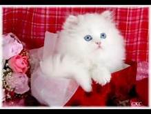 صور قطط حلوه 2024 أجمل صور قطط كيوت فى العالم ...  بالصور أجمل قطط في العالم ... روعه