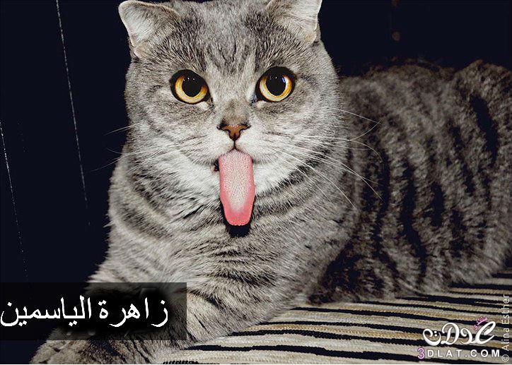 صور كوميدية لقط اعتاد أن يخرج لسانه من فمه