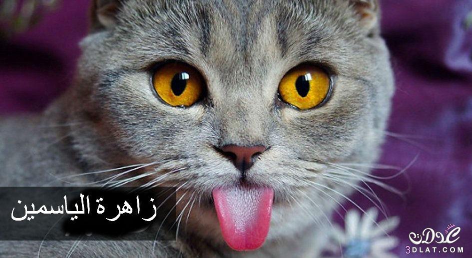 صور كوميدية لقط اعتاد أن يخرج لسانه من فمه