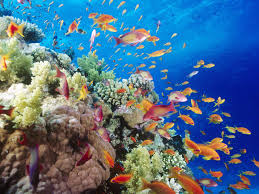 الشعاب المرجانية فى اعماق البحار بمصر
