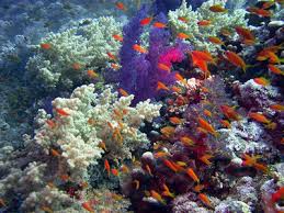 الشعاب المرجانية فى اعماق البحار بمصر
